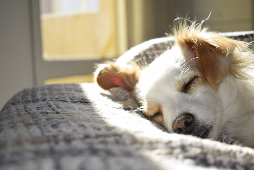Dierenkliniek Kruizinga: uw huisdier, onze zorg 2 slaap-hond