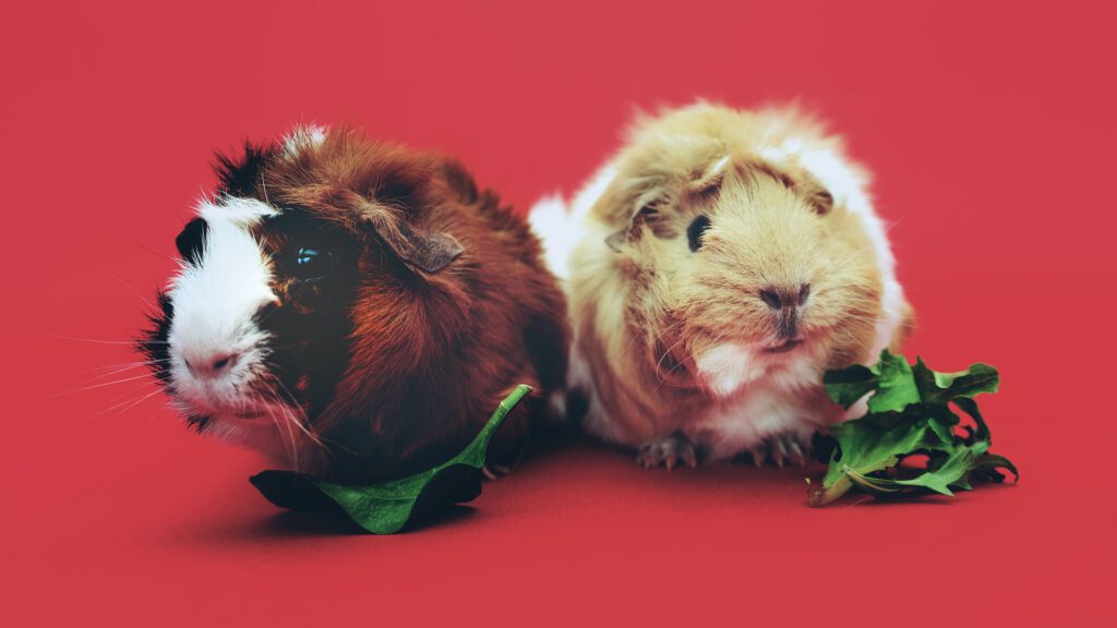 Dierenkliniek Kruizinga: uw huisdier, onze zorg 4 two-brown-and-beige-guinea-pigs-1093126