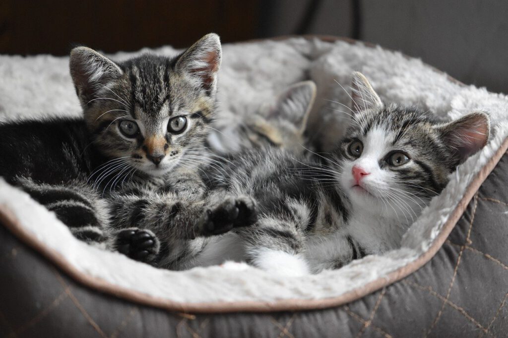 Dierenkliniek Kruizinga: uw huisdier, onze zorg 5 cat, kittens, small