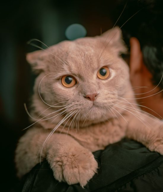 pexels-roktim619-29730925